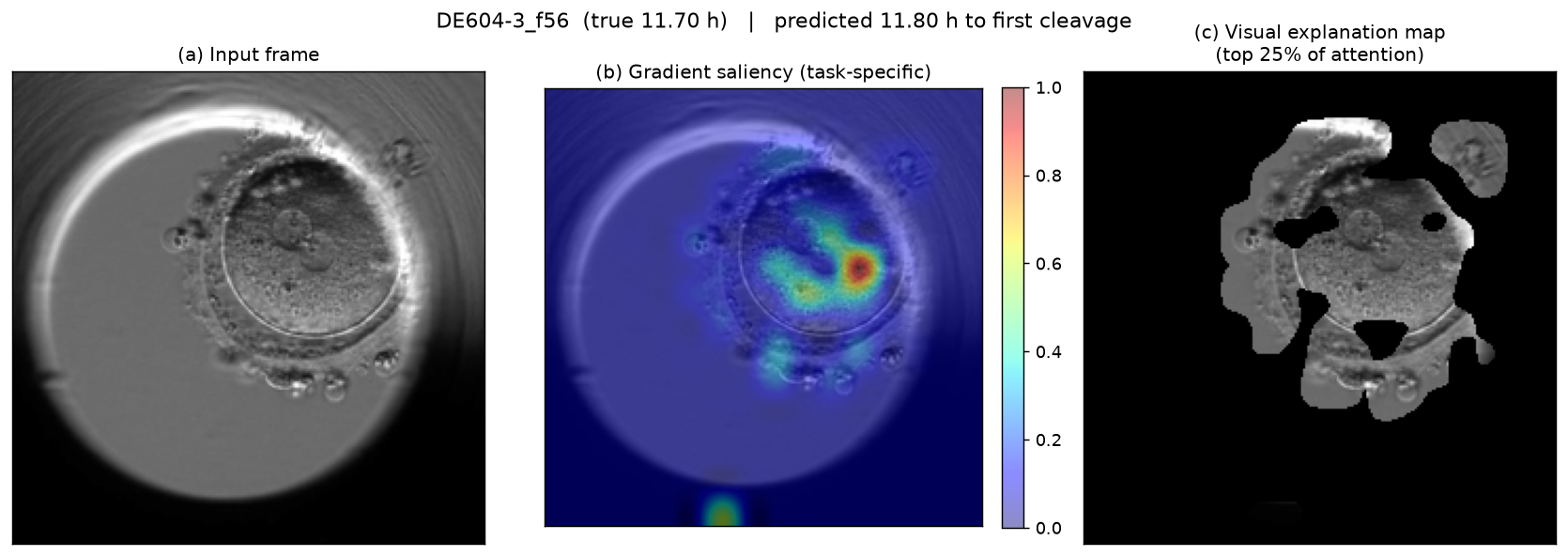 Saliency map for embryo DE604-3: input, saliency, and explanation mask